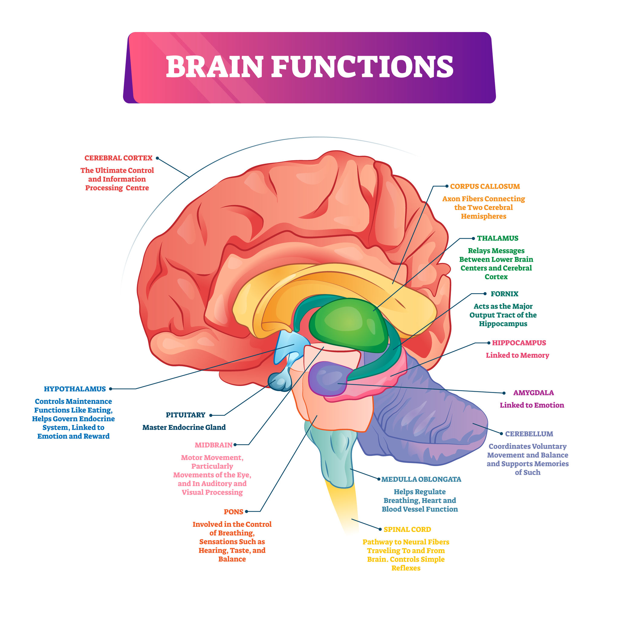 brain-functions-vector-illustration-labeled-explanation-organ-parts